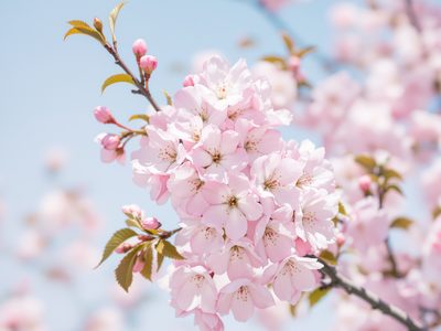Cherry blossom
