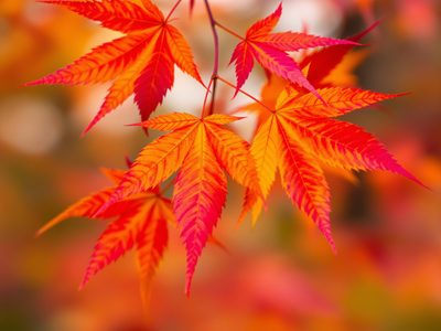 Autumn leaves